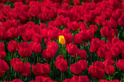1164193 (a): :2048x1365